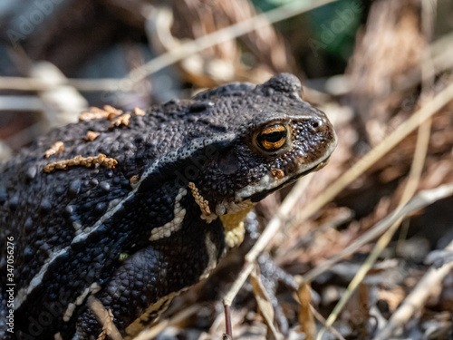 Japanese common toad walks on forest floor 10 photo