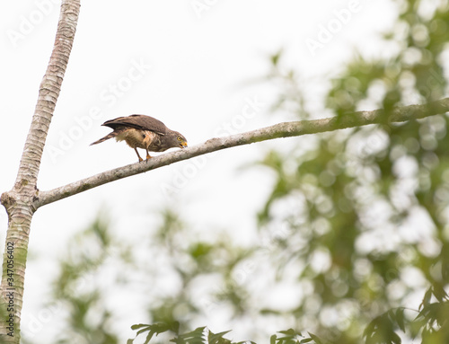bird on a branch