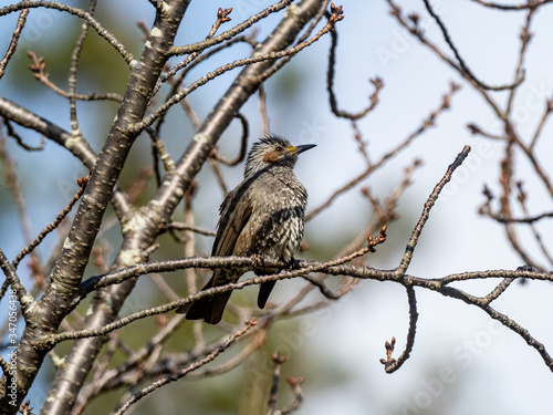 Brown-eared bulbul in a forest tree 2