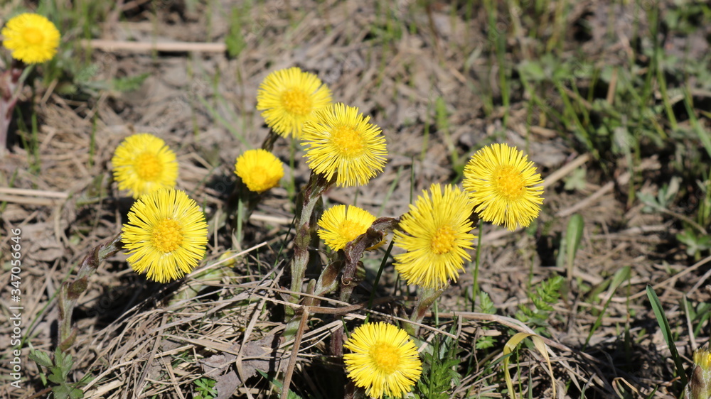 bright yellow flowers of coltsfoot (Tussilágo) on dry grass in spring day bright yellow flowers of coltsfoot (Tussilágo) on dry grass in spring day