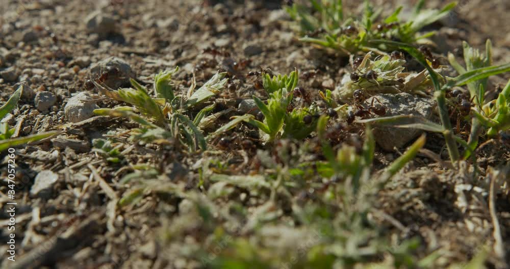 Moving colony ants close-up. 6k. Moving colony ants close-up. 6k.