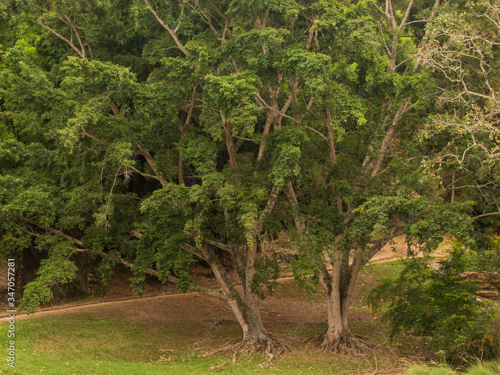 Fototapeta premium Landscape depicting trees, a small road and forest as background