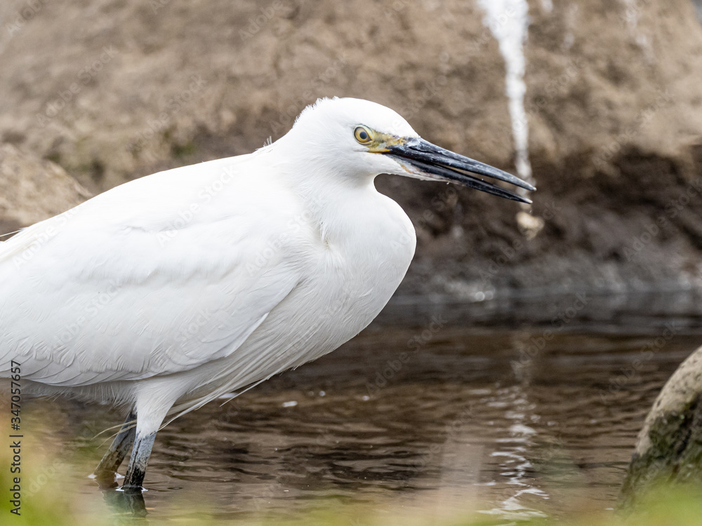 white little egret stands in a reservoir pond 18 white little egret stands in a reservoir pond 18