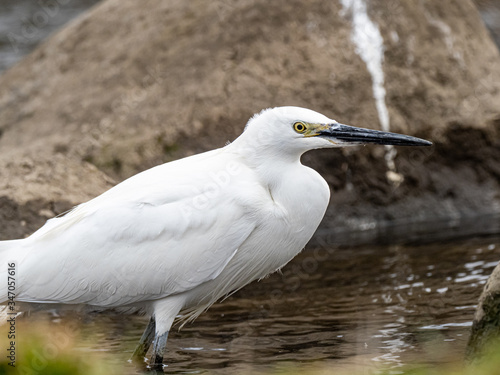 white little egret stands in a reservoir pond 17 © Hanstography