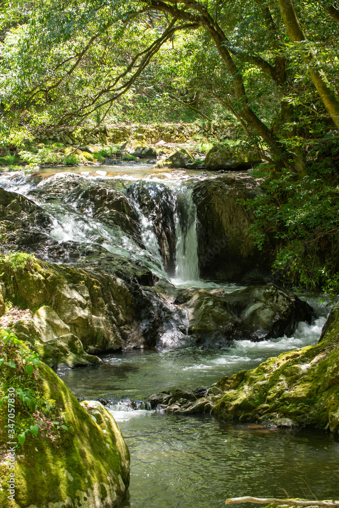 Obraz premium 初夏の渓流と滝