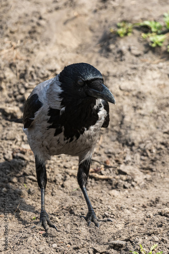 Portrait of a young crow on a background of an earthen slope. Close-up. Warm summer day in the park. Wild nature. City birds.