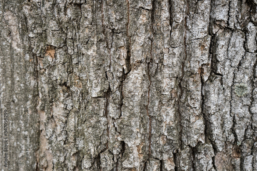 Wood bark texture on background. Tree on wallpaper Wood bark texture on background. Tree on wallpaper
