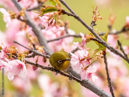 Japanese white-eye in spring plum blossoms 4
