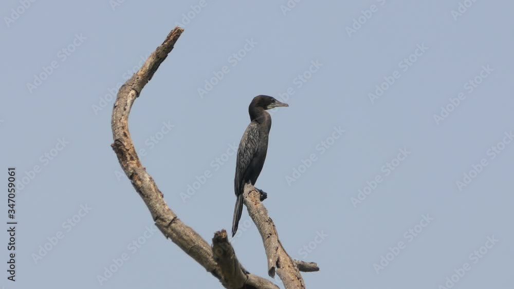 Double-Crested Cormorant on a branch at wildlife nature Double-Crested Cormorant on a branch at wildlife nature