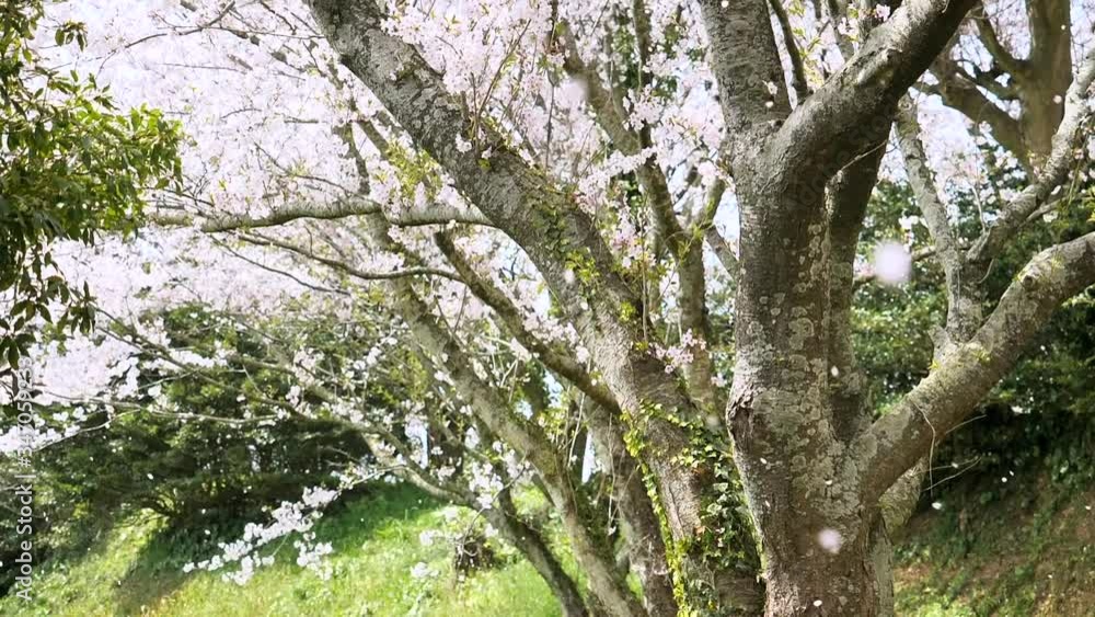 桜　桜吹雪