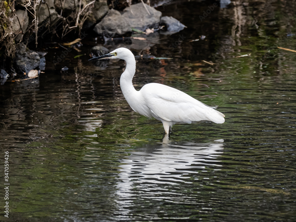 white little egret stands in a reservoir pond 1 white little egret stands in a reservoir pond 1