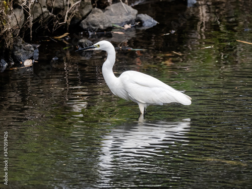 white little egret stands in a reservoir pond 1