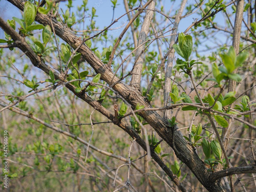 Green buds in spring. Selective focus with shallow depth of field. Green buds in spring. Selective focus with shallow depth of field.