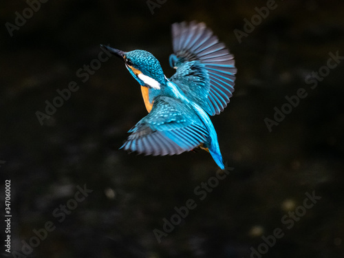 common kingfisher in flight over Izumi River 2
