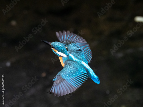 common kingfisher in flight over Izumi River 11
