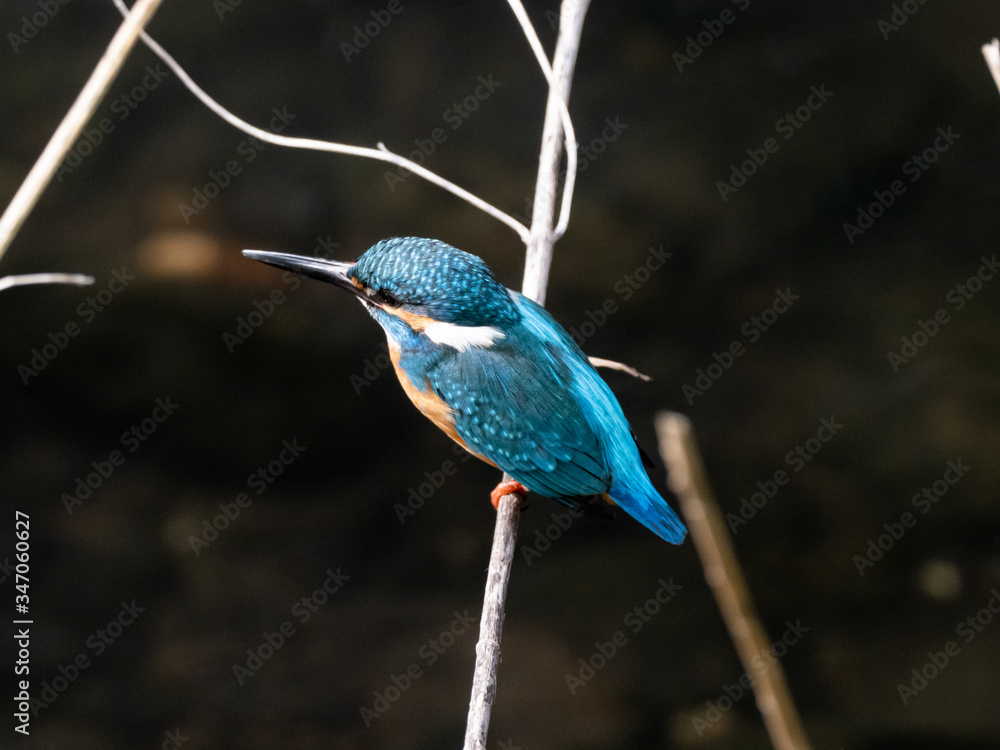 Fototapeta premium common kingfisher perched beside Izumi River 21