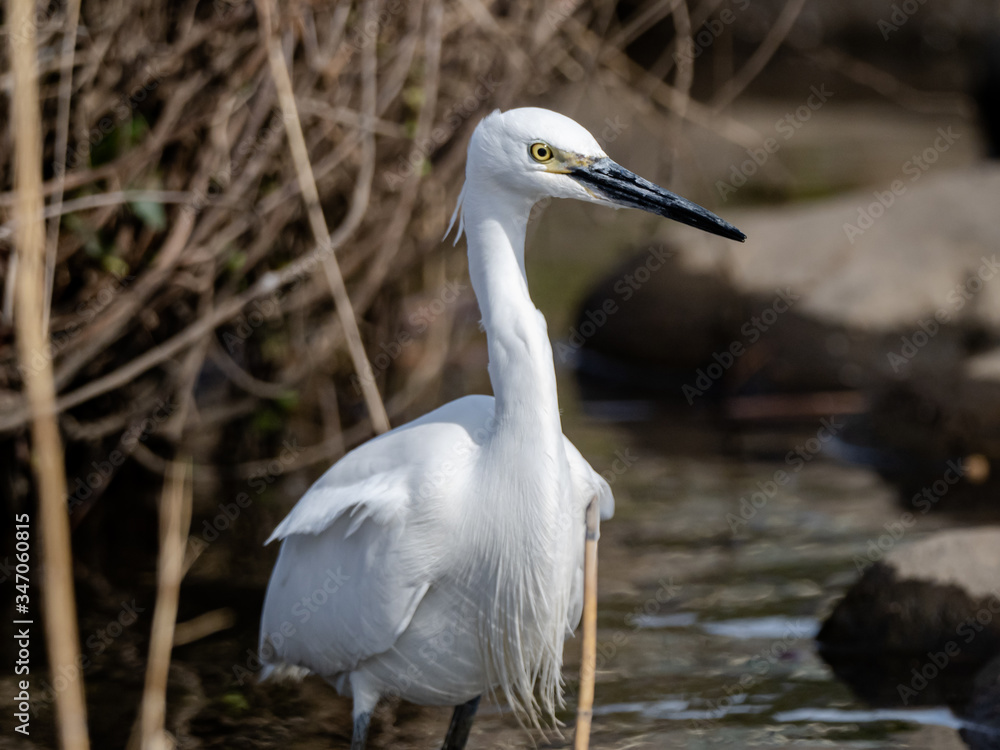 white little egret stands in a reservoir pond 7 white little egret stands in a reservoir pond 7