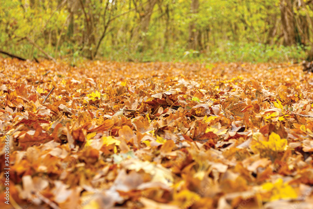 Autumn forest, nature walks on a Sunny day, the colors of the day. Autumn forest, nature walks on a Sunny day, the colors of the day.