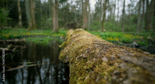 Beautiful nature and relaxing peace in the nature reserve on a spring day. photo