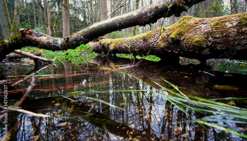 Beautiful nature and relaxing peace in the nature reserve on a spring day.