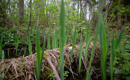 Beautiful nature and relaxing peace in the nature reserve on a spring day.