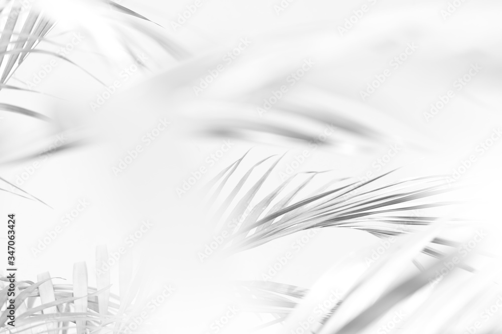 Fototapeta premium Abstract gray shadow background of palm leaves, black and white monochrome tone