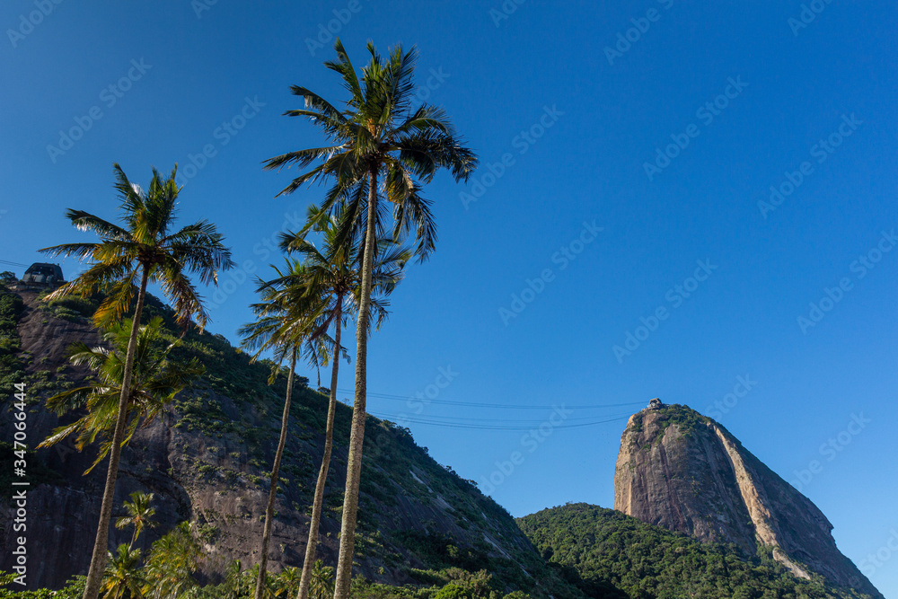 sugar loaf hill with coconut trees and the red beach in Rio de Janeiro