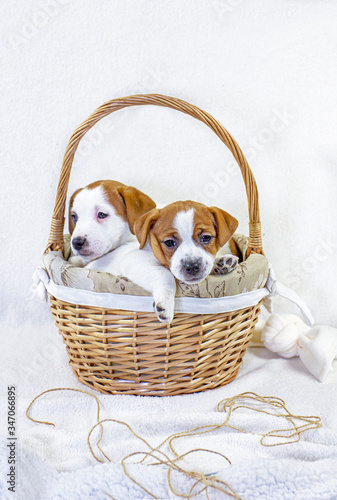 cute two puppies jack russell terrier climbed in an easter basket sticking out their muzzles with a bow on a white background.
