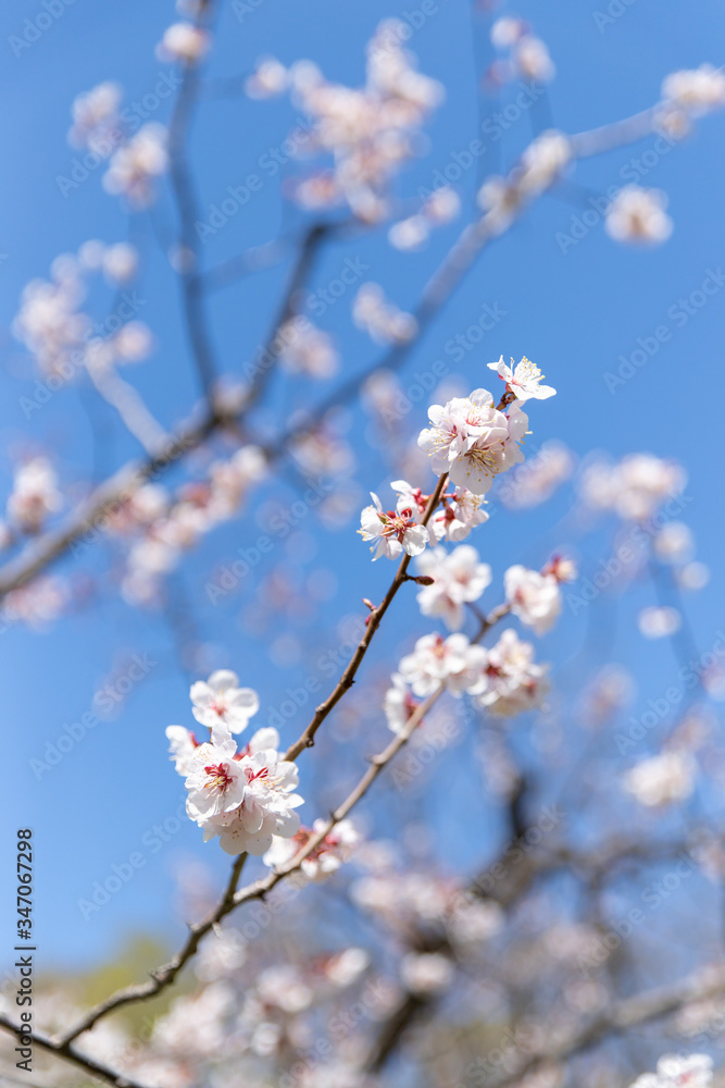 北海道　札幌市で美しく咲く梅の花