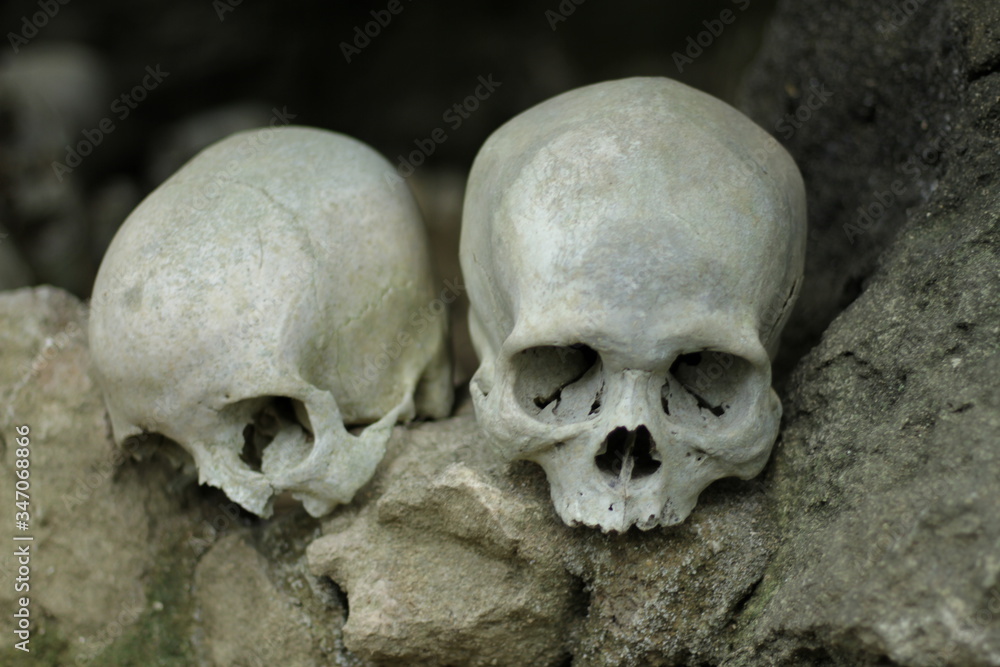 skull in ke'te toraja attraction
skull in ke'te toraja attraction