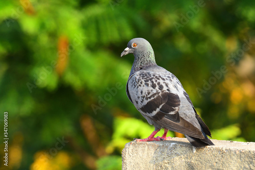 Pigeon Portrait.