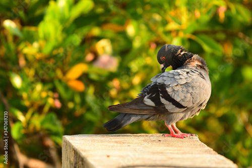 Gymnastic Pigeon. Scratch your own back photo