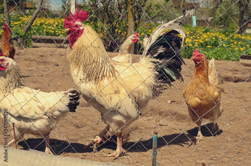 freerange chicen and rooster bantam photo