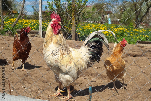 freerange chicen and rooster bantam photo