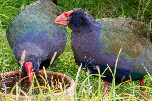 Takahe at Orokonui ecosanctuary in New Zealand