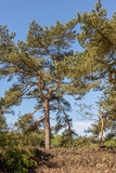 Pine Trees On Bornholm Island