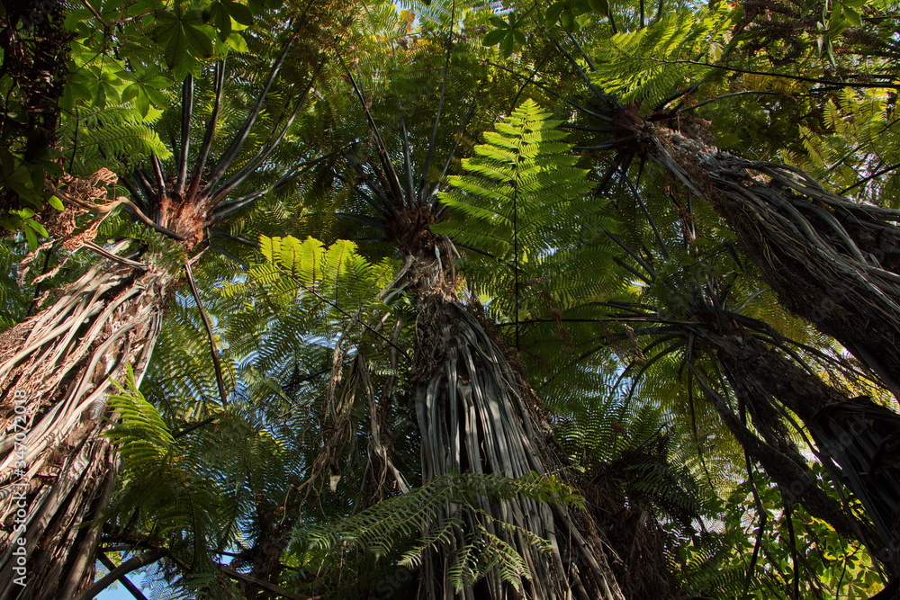 Fern trees on Coastal track in Marahau,Tasman Bay in Abel Tasman National Park,Tasman Region on South Island of New Zealand
Fern trees on Coastal track in Marahau,Tasman Bay in Abel Tasman National Park,Tasman Region on South Island of New Zealand