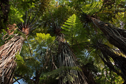 Fern trees on Coastal track in Marahau Tasman Bay in Abel Tasman National Park Tasman Region on South Island of New Zealand  