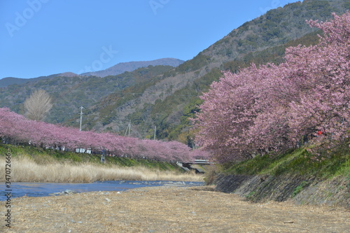 河津桜満開