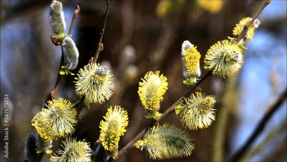 willow catkin branch blooming  
