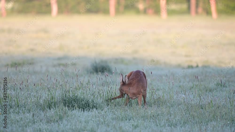 Roe deer mother eat her afterbirth in the meadow after the child birth, spring, (capreolus capreolus), germany Roe deer mother eat her afterbirth in the meadow after the child birth, spring, (capreolus capreolus), germany