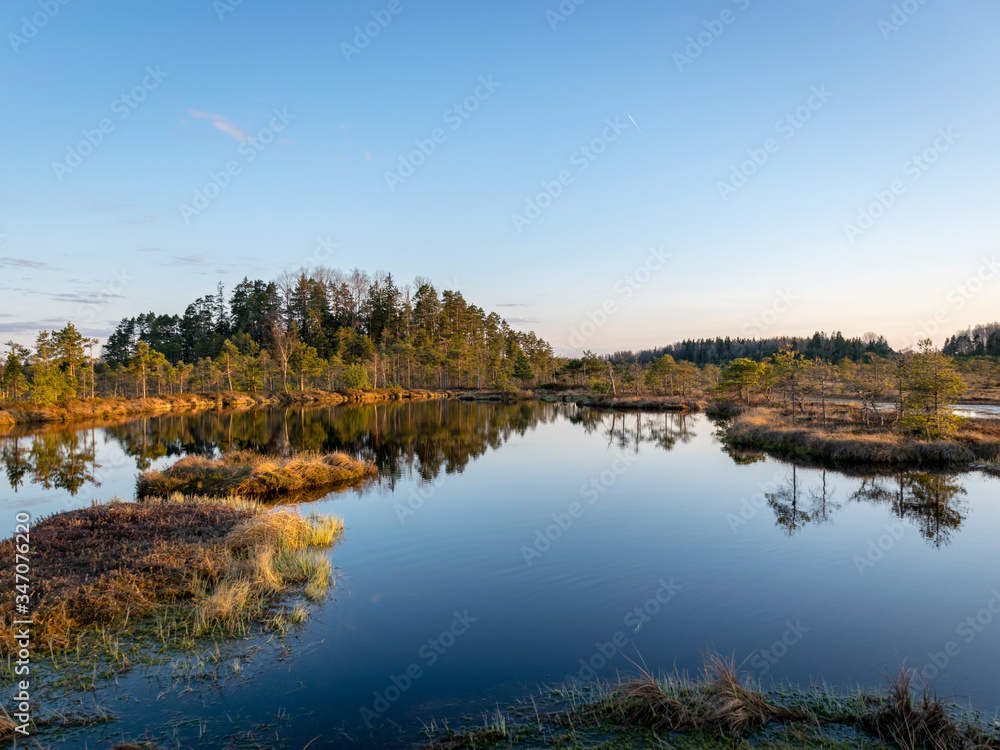 Fototapeta premium Nice landscape with evening and sunset over the bog lake, crystal clear lake and peat island in the lake and bog vegetation, bog pine in the background.