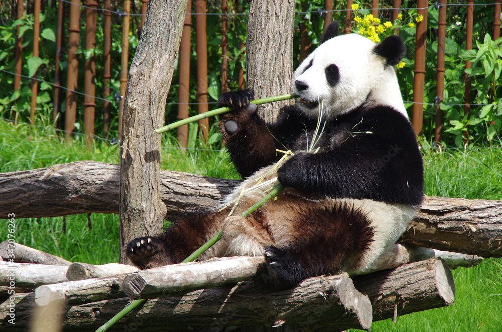 Obraz premium giant panda eating bamboo
