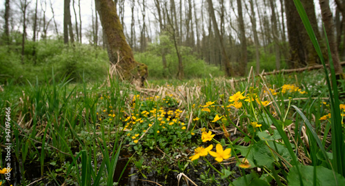 Beautiful nature and relaxing peace in the nature reserve on a spring day.