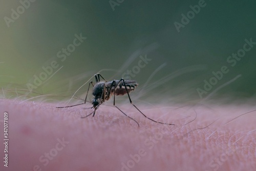 mosquito on a skin