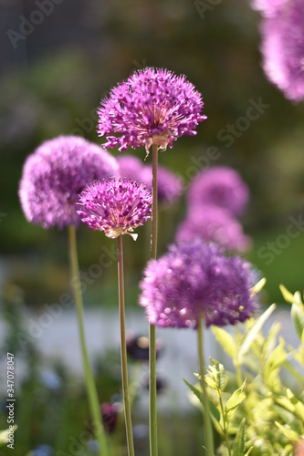 Bl  hender Zierlauch  Allium 