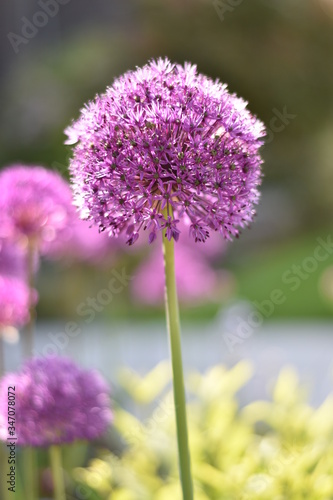 Blühender Zierlauch (Allium)