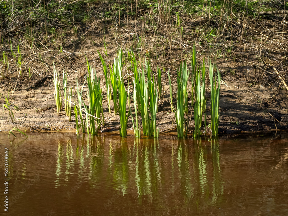 the first green plants in spring, bright green contrast with gray the first green plants in spring, bright green contrast with gray