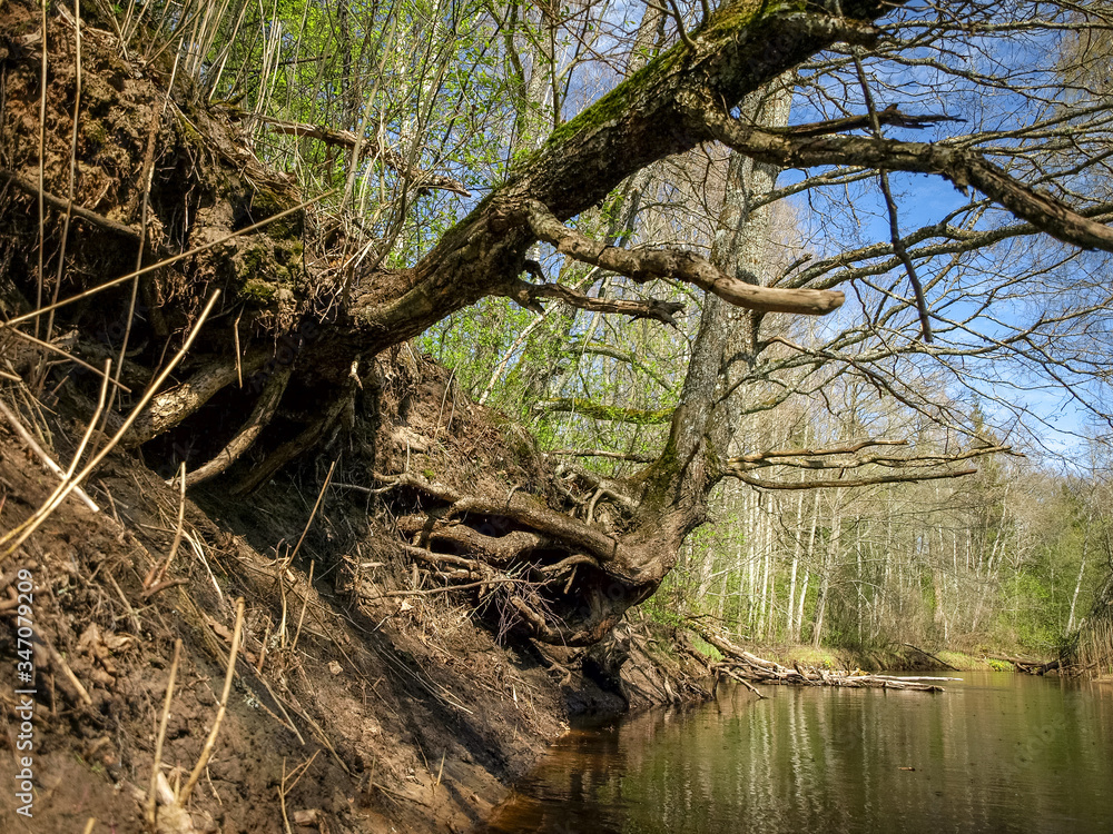 landscape with river bank, tree roots on the trunk of the river bank landscape with river bank, tree roots on the trunk of the river bank