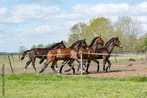 Magical natural landscape. A view of a herd of horses. At a sunny day. Blue sky. Free galloping dressage and show jumpers stallions in a meadow. Breeding. Animals. concept background